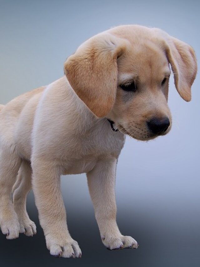Labrador Dog Price